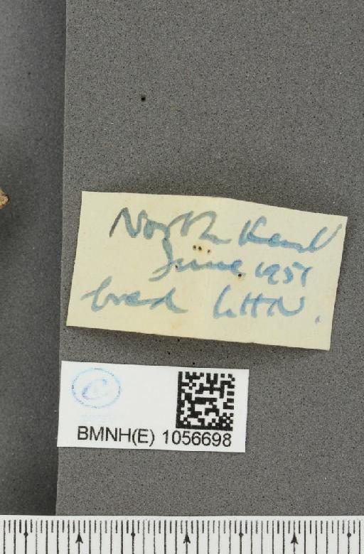 Aglais urticae ab. pallida Mosley, 1896 - BMNHE_1056698_label_46233