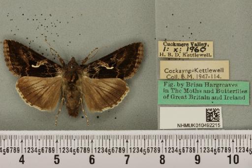 Autographa gamma ab. nigricans Spuler, 1907 - NHMUK_010492215_547876