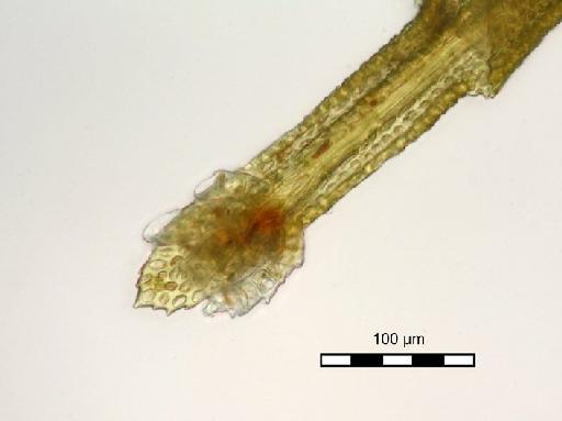 Mitthyridium undulatum (Dozy & Molk.) H.Rob. - Syrrhopodon binsteadii_BM000662364gemtip.jpg