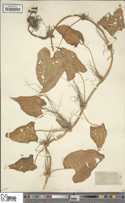 Dioscorea alata L. - BM001190451