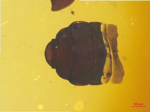 Histeridae Gyllenhal, 1808 - 010189971___2