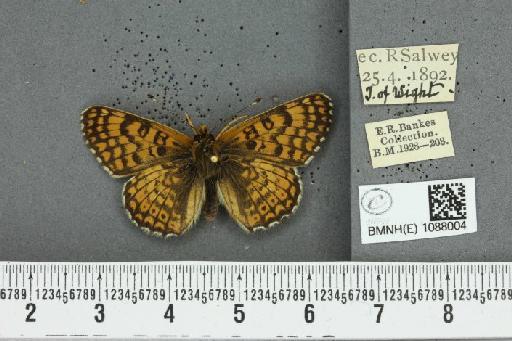 Melitaea cinxia (Linnaeus, 1758) - BMNHE_1088004_58261