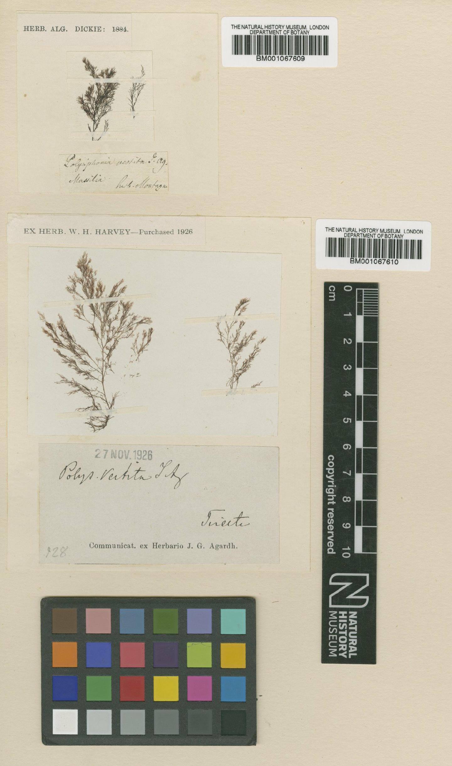 To NHMUK collection (Polysiphonia arachnoidea (C.Agardh) Zanardini; NHMUK:ecatalogue:2303586)