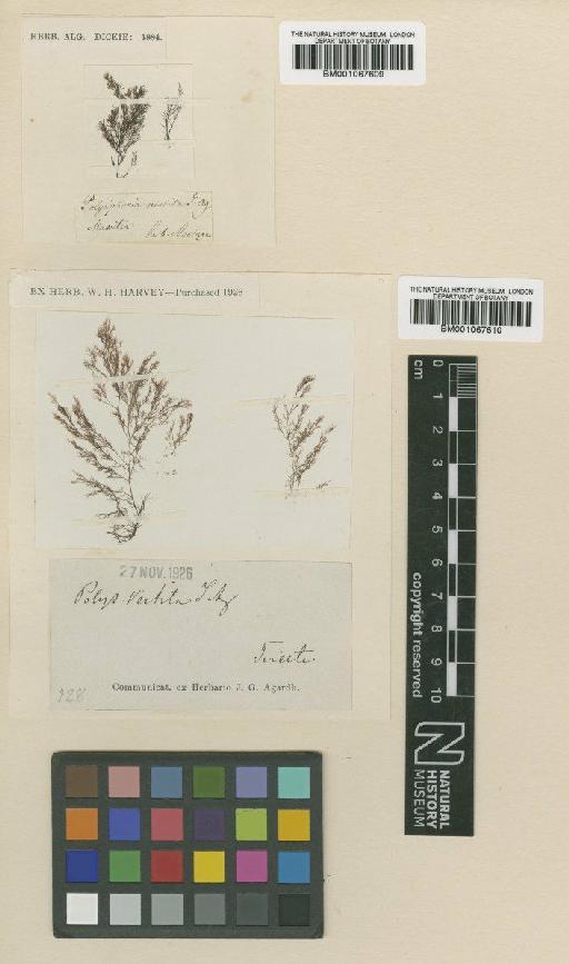 Polysiphonia arachnoidea (C.Agardh) Zanardini - BM001067609