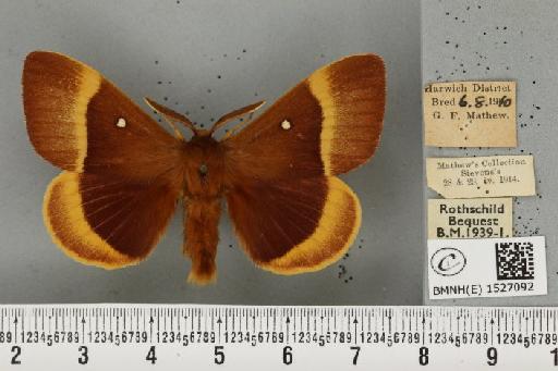 Lasiocampa quercus quercus (Linnaeus, 1758) - BMNHE_1527092_195023