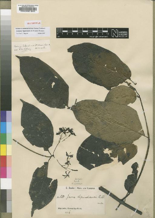 Tarenna bipindensis (Schum) Bremek - BM000528363