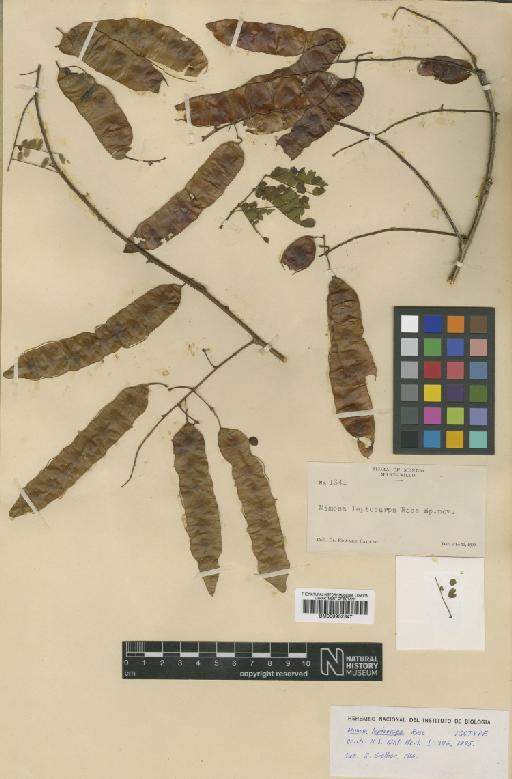 Mimosa leptocarpa Rose - BM000952347