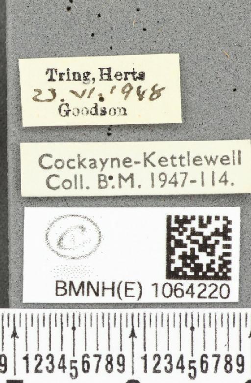 Coenonympha pamphilus ab. crassichevro Leeds, 1950 - BMNHE_1064220_label_25224