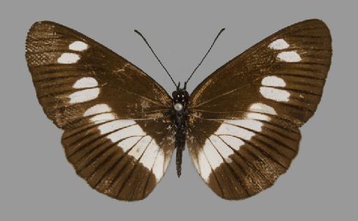 Neptis exaleuca - BMNH(E)#1719054_Neptis_exaleuca_suffusa_Rothschild_holotype_male_dorsal