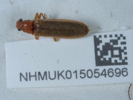 Denticollis linearis (Linnaeus, 1758) - 015054696_1