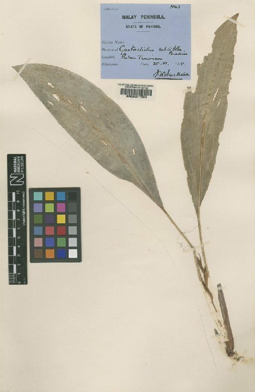 Scaphochlamys subbiloba (Burkill ex Ridl.) Holttum - BM000617359