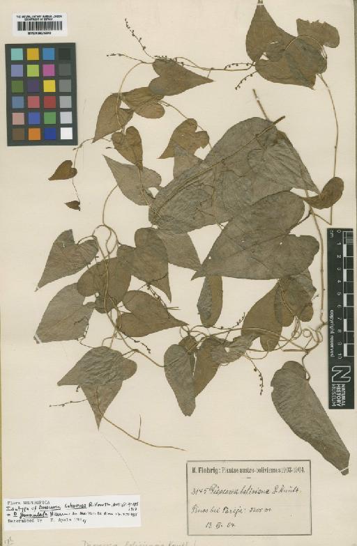 Dioscorea glomerulata Hauman - BM000923998