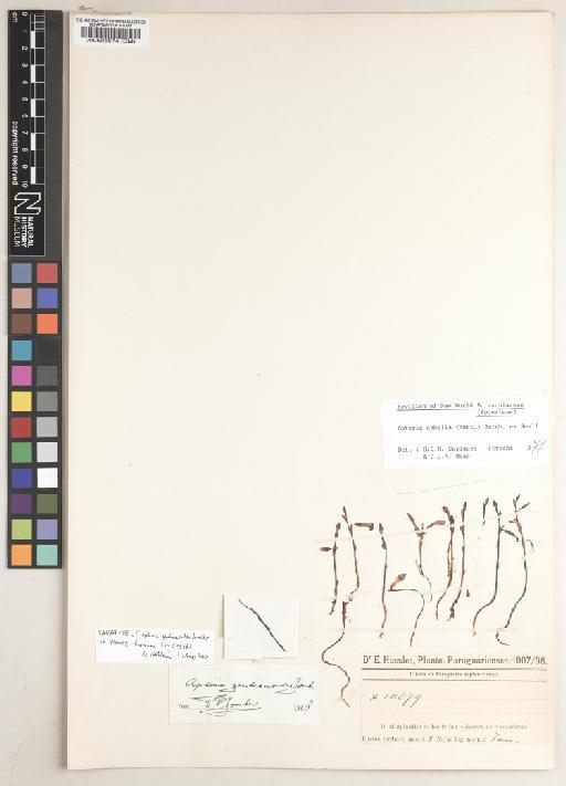 Apteria aphylla (Nutt.) Barnhart ex Small - BM000526574