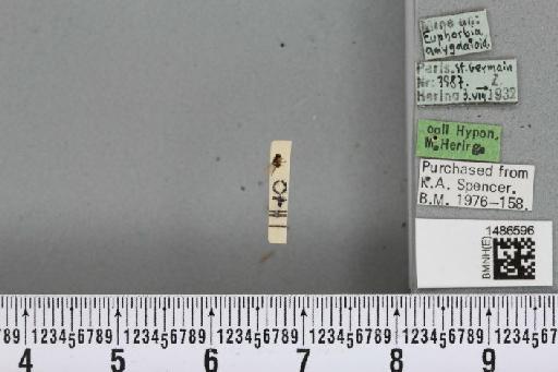 Liriomyza pascuum (Meigen, 1838) - BMNHE_1486596_50726