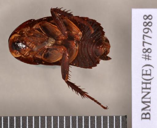 Stylopyga maculifrons Hanitsch, 1931 - Stylopyga maculifrons Hanitsch, 1931, male, holotype, ventral. Photographer: Heidi Hopkins. BMNH(E)#877988