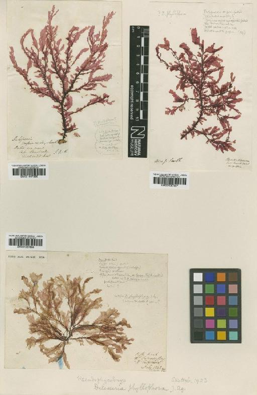 Pseudophycodrys phyllophora (J.Agardh) Skottsb. - BM001067887