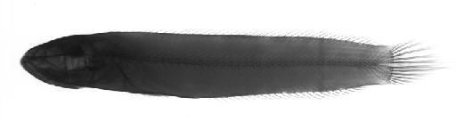 Channa rubora Britz et al., 2024 - 2023.4.12.11-15, PARATYPES, Channa nov.sp. Britz, 2, radiograph