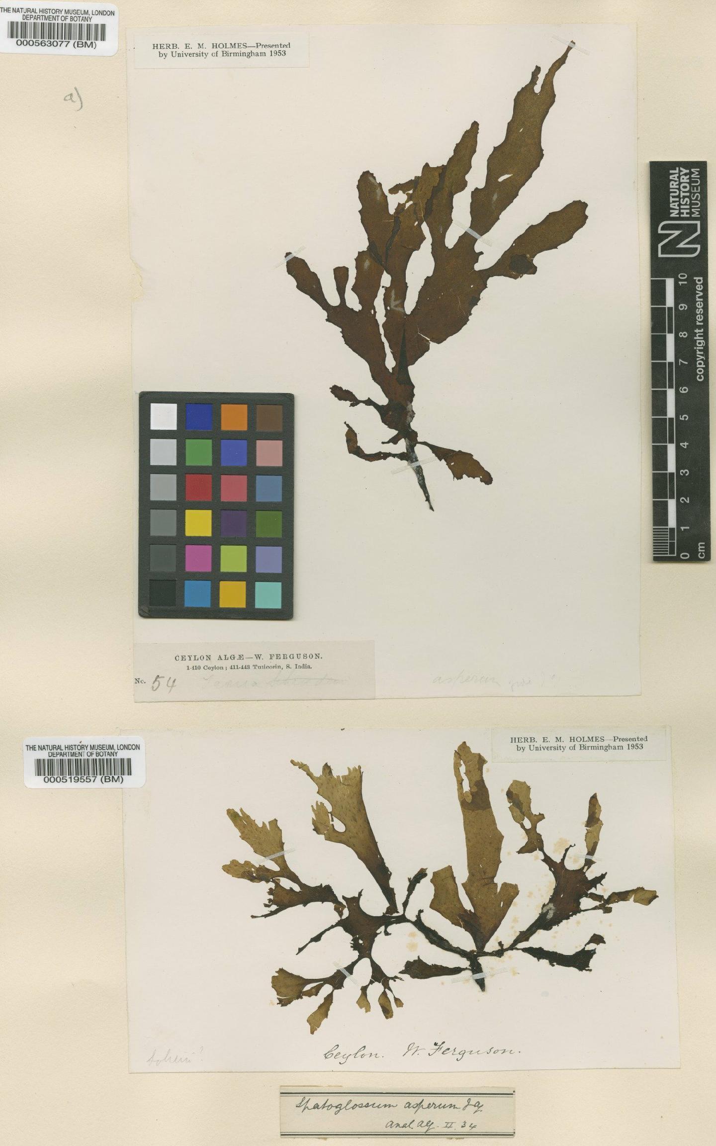 To NHMUK collection (Spatoglossum asperum Agardh; Type; NHMUK:ecatalogue:4722215)