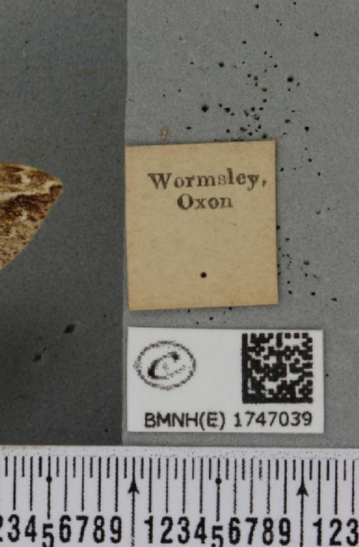 Lampropteryx suffumata (Denis & Schiffermüller, 1775) - BMNHE_1747039_label_333975