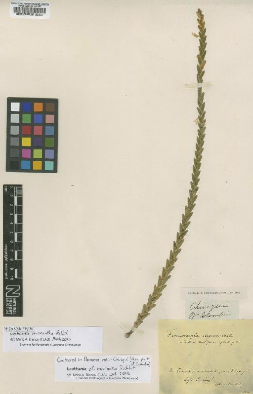 Lockhartia micrantha Rchb.f. - BM000534525