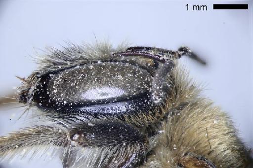 Xylocopa anthophoroides Smith, F., 1874 - Xylocopa anthophoroides BMNH(E)970311 type female head lateral