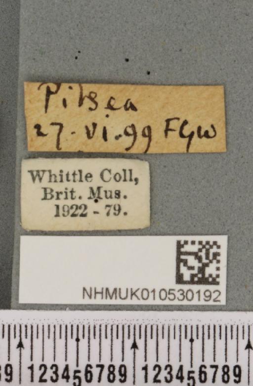 Caradrina morpheus (Hufnagel, 1766) - NHMUK_010530192_label_584216