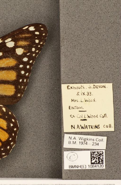 Danaus plexippus (Linnaeus, 1758) - BMNHE_1084120_label_53281
