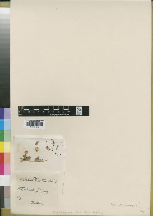 Crotalaria dinteri Schinz - BM000843242
