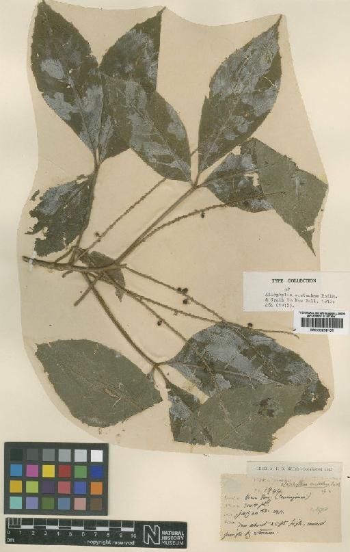 Allophylus eustachys Radlk. & Craib - BM000838101