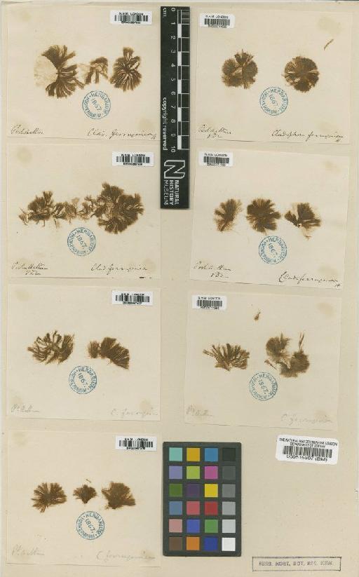 Cladophora ferruginea Harvey - BM000867438