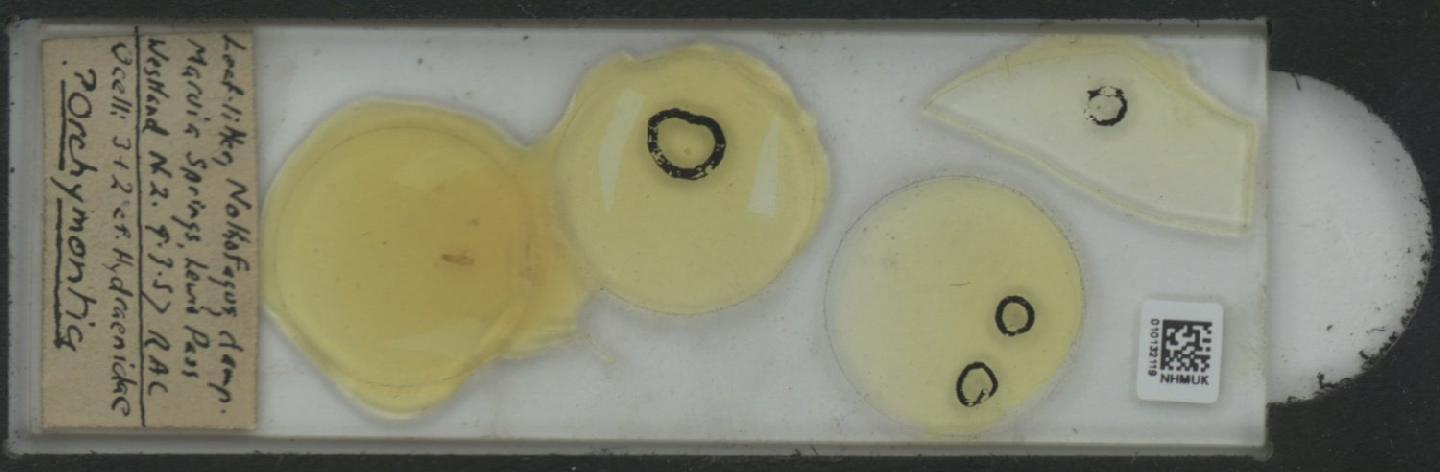 Orchymontia