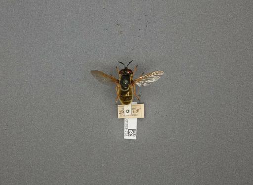 Callicera aurata (Rossi, P., 1790) - 012531758_807820_1282262