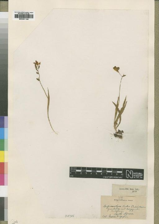 Hesperantha falcata (L.f.) Ker Gawl. - BM000911969