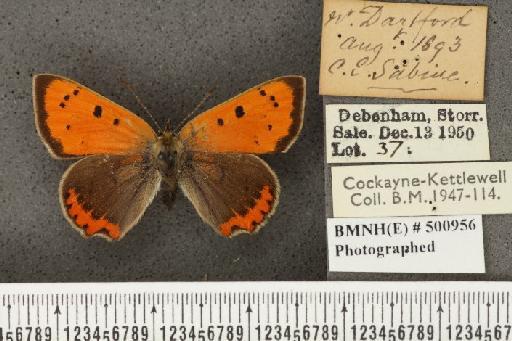 Lycaena phlaeas eleus ab. obliterata Scudder, 1889 - BMNHE_500956_108920