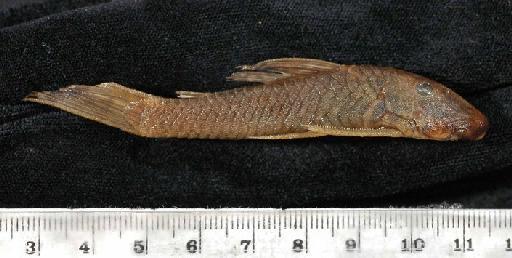 Chaetostomus marginatus Regan, 1904 - 1901.8.3.27-28b; Chaetostomus marginatus; lateral view; ACSI Project image