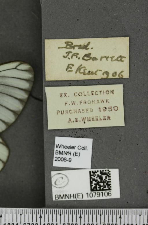 Aporia crataegi (Linnaeus, 1758) - BMNHE_1079106_label_70124