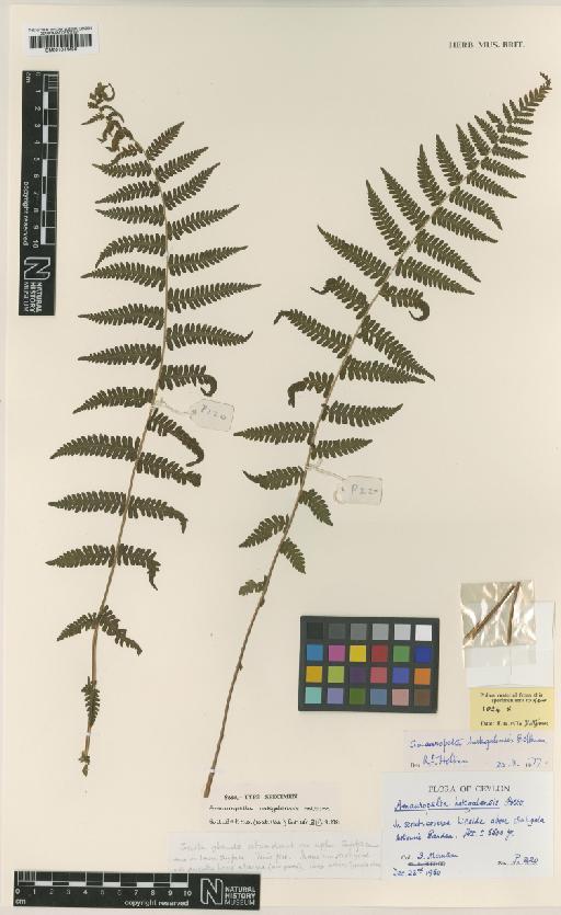 Amauropelta hakgalensis Holttum - BM001044486