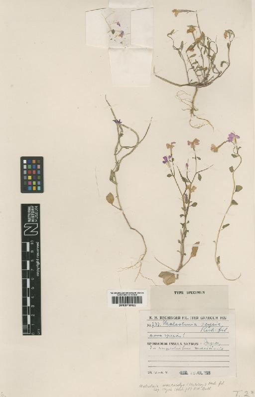Malcolmia macrocalyx subsp. scyria (Rech.f.) P.W.Ball - BM000750022
