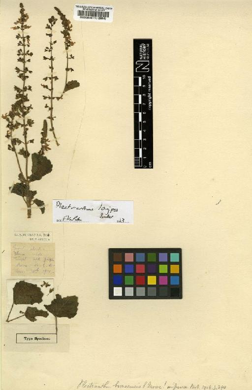 Plectranthus longipes Baker - BM000564010