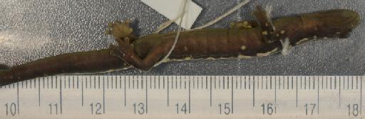 Bolitoglossa franklini - 1946.9.6.36-pic3