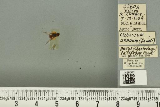 Bactrocera (Bactrocera) latifrons (Hendel, 1915) - BMNHE_1438603_32536