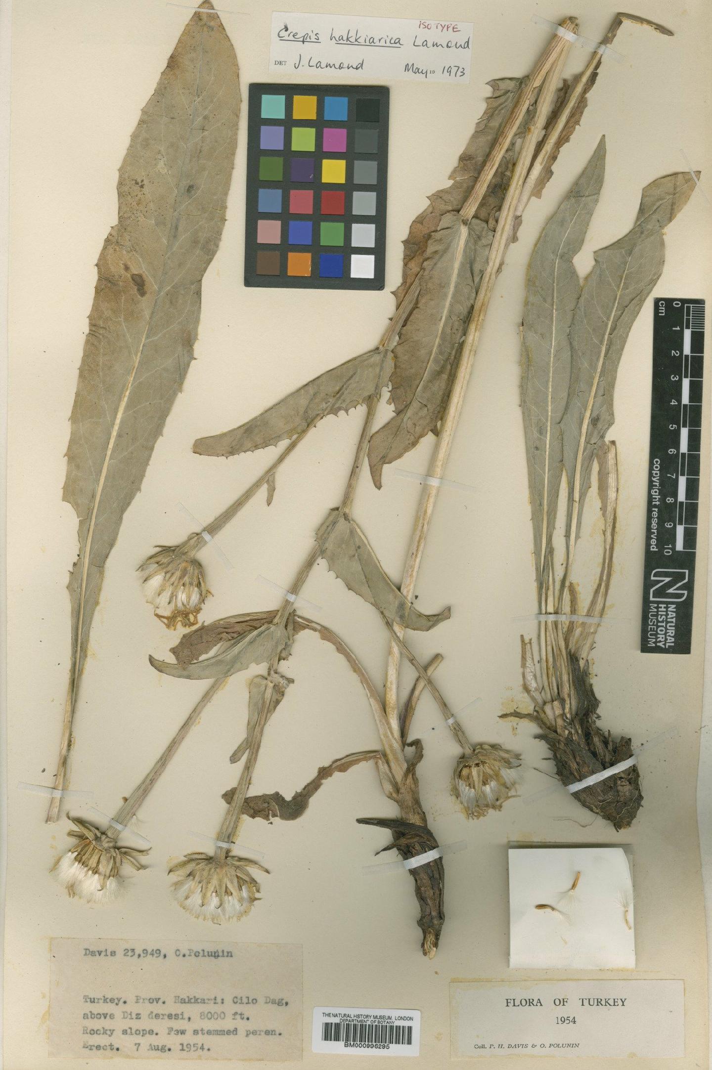 To NHMUK collection (Crepis hakkarica Lamond; Type; NHMUK:ecatalogue:481461)