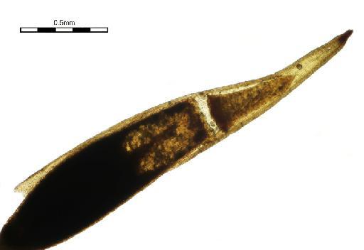 Hyophila involuta (Hook.) A.Jaeger - Gymnostomum cylindricum_BM001006479calyptra.