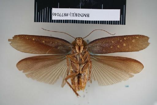 Hedaia abdominalis Kirby, 1903 - Hedaia abdominalis Kirby, 1903, male, holotype, ventral. Photographer: Aging Wang. BMNH(E)#877046