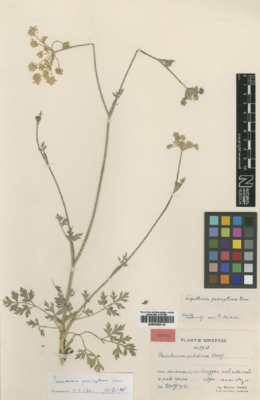 Peucedanum praeruptorum Dunn - BM000885420