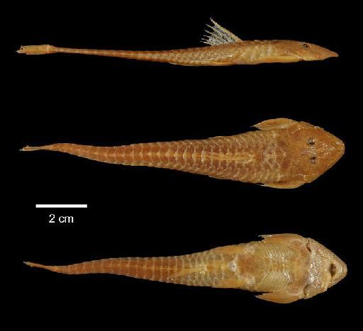 Pseudohemiodon thorectes Isbrücker, 1975 - 1927.10.4.43; Pseudohemiodon thorectes; type; ACSI Project image