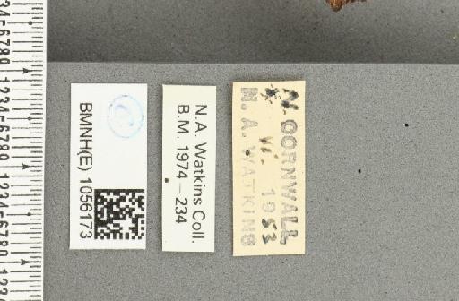 Aglais urticae ab. salmonicolor Raynor, 1906 - BMNHE_1056173_label_45624