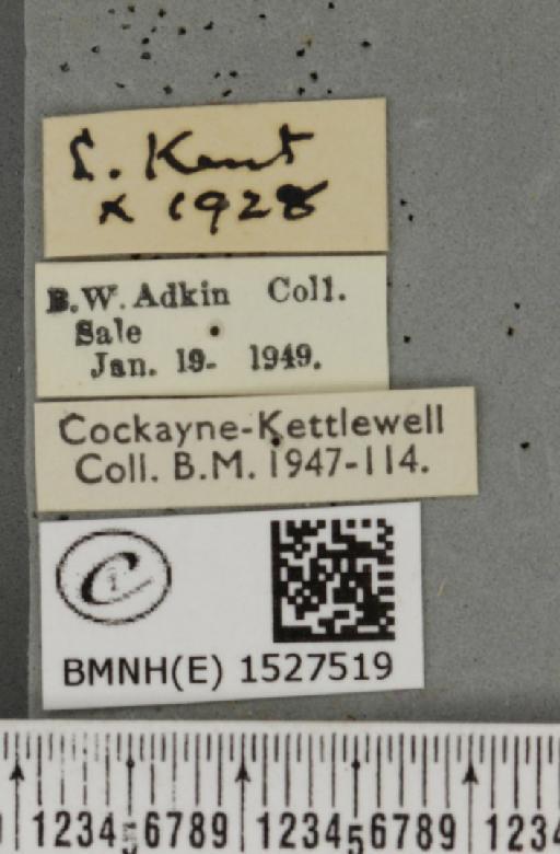 Malacosoma castrensis castrensis (Linnaeus, 1758) - BMNHE_1527519_label_199146