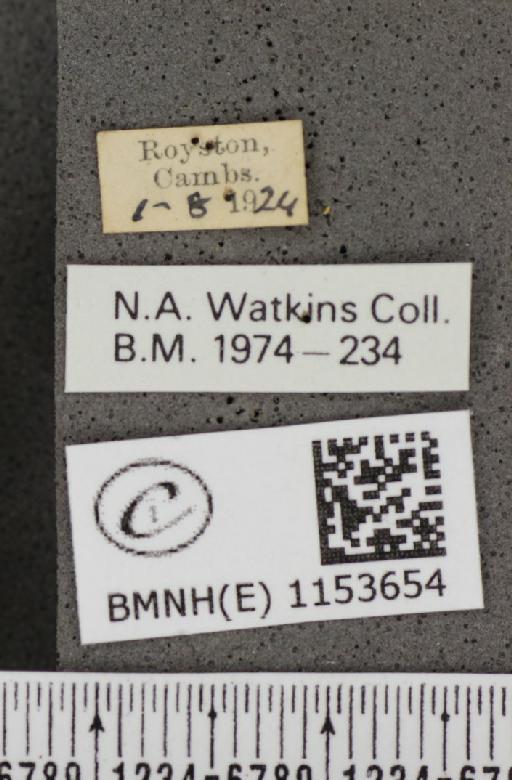 Lysandra coridon ab. postunielongata Bright & Leeds, 1938 - BMNHE_1153654_label_104860