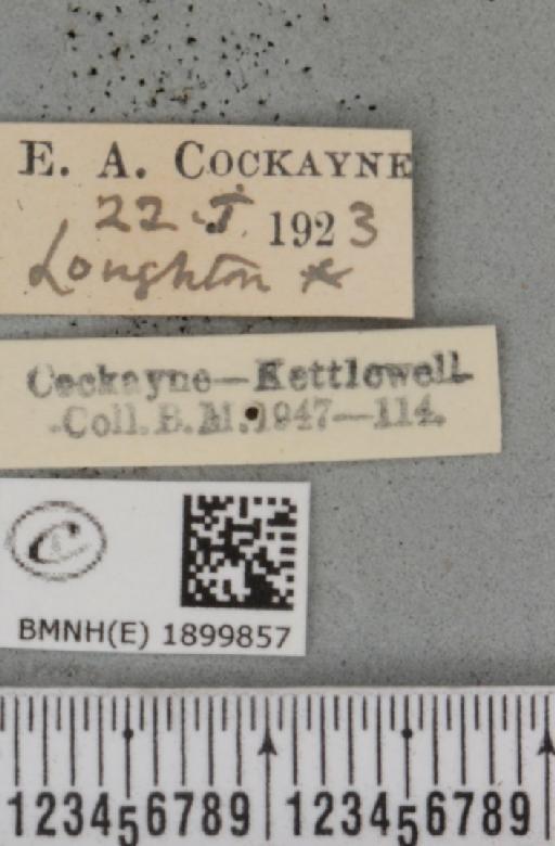 Apocheima hispidaria (Denis & Schiffermüller, 1775) - BMNHE_1899857_label_455782